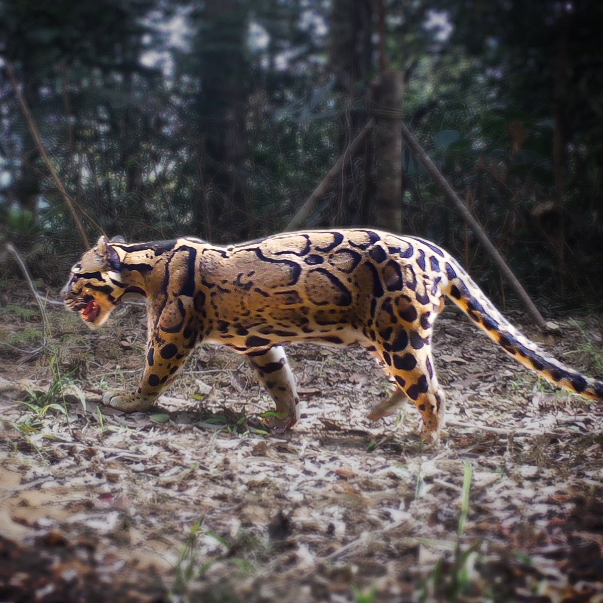 Clouded-Leopard