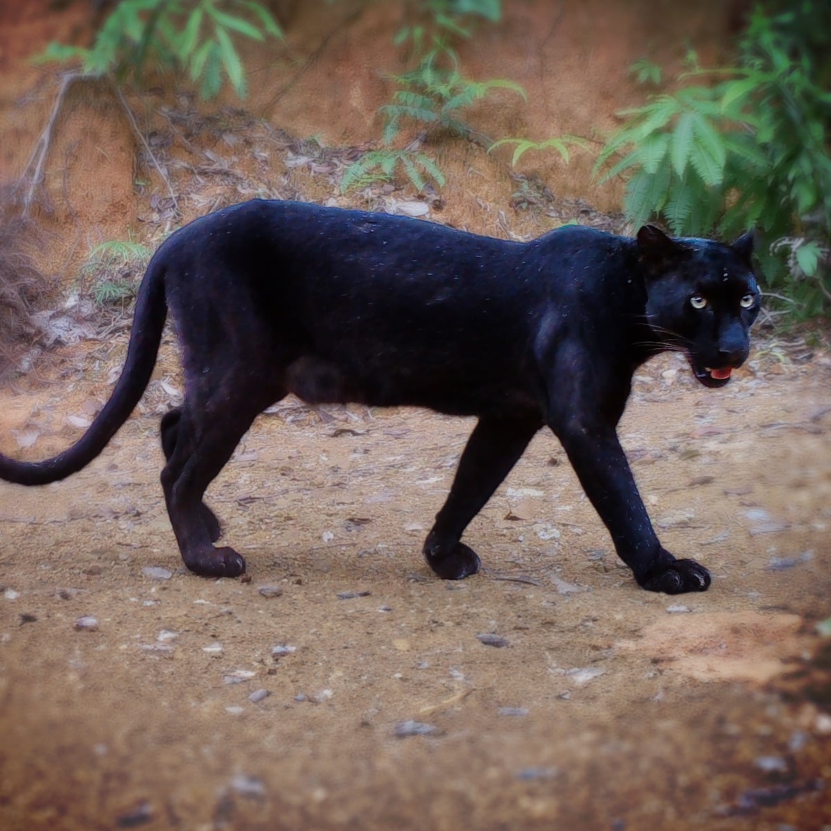 Panther